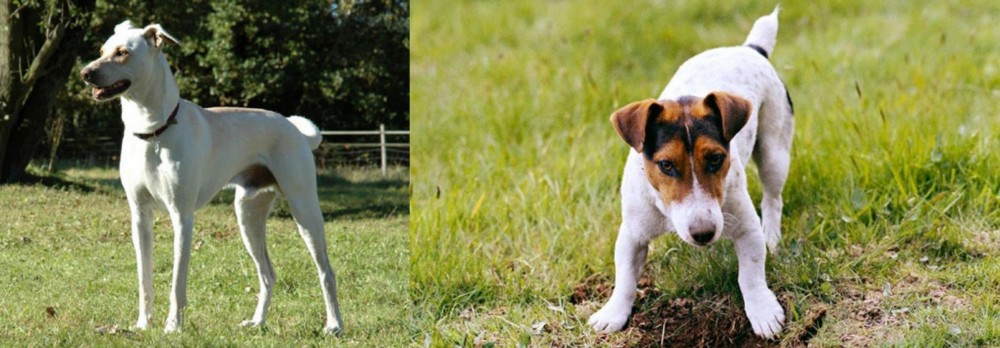 Russell Terrier vs Cretan Hound - Breed Comparison