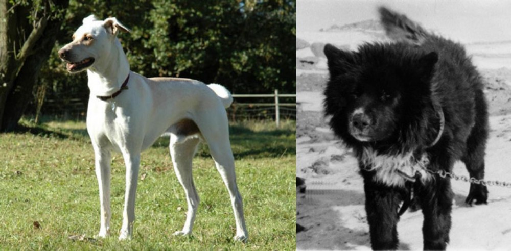 Sakhalin Husky vs Cretan Hound - Breed Comparison