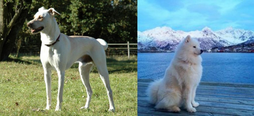 Samoyed vs Cretan Hound - Breed Comparison