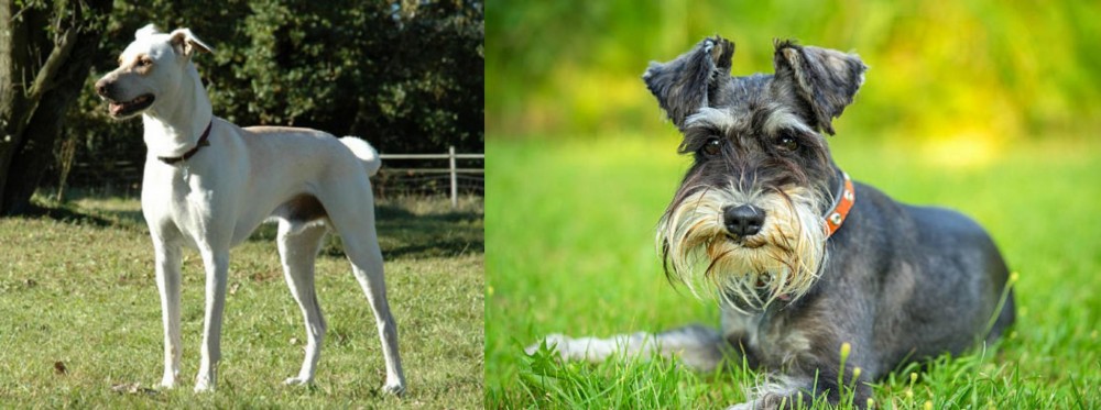 Schnauzer vs Cretan Hound - Breed Comparison