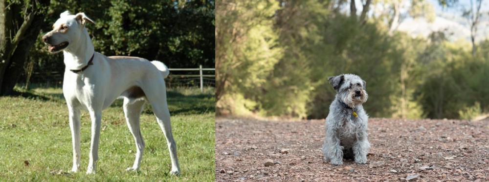 Schnoodle vs Cretan Hound - Breed Comparison