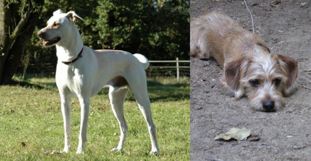 Schweenie vs Cretan Hound - Breed Comparison