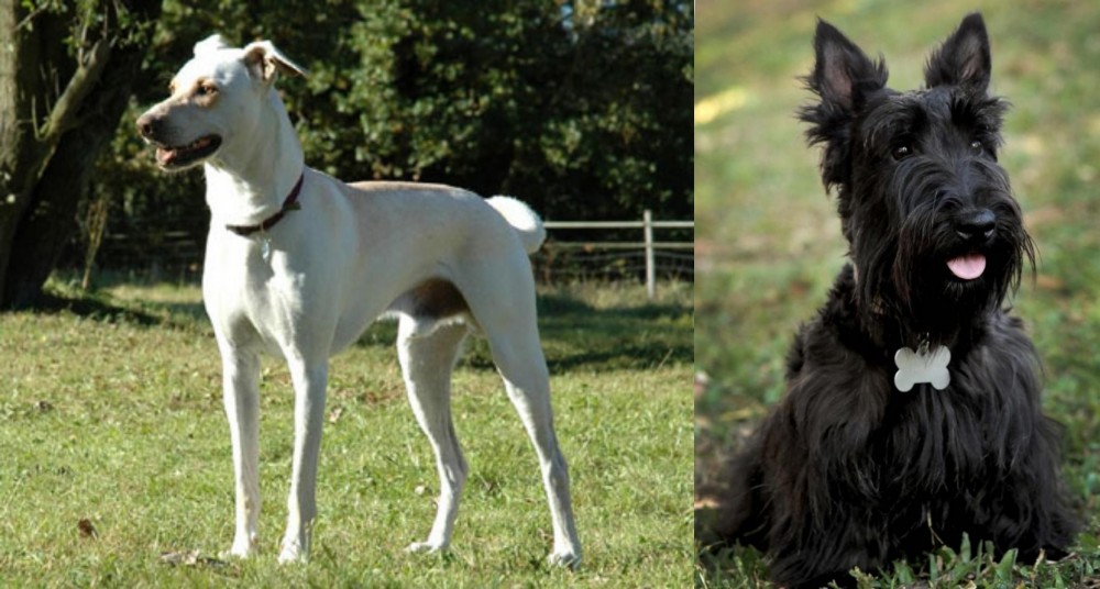 Scoland Terrier vs Cretan Hound - Breed Comparison
