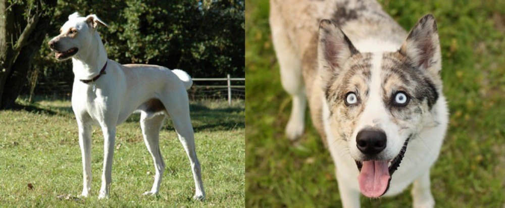 Shepherd Husky vs Cretan Hound - Breed Comparison