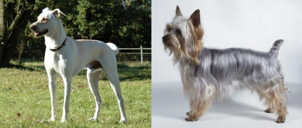 Silky Terrier vs Cretan Hound - Breed Comparison