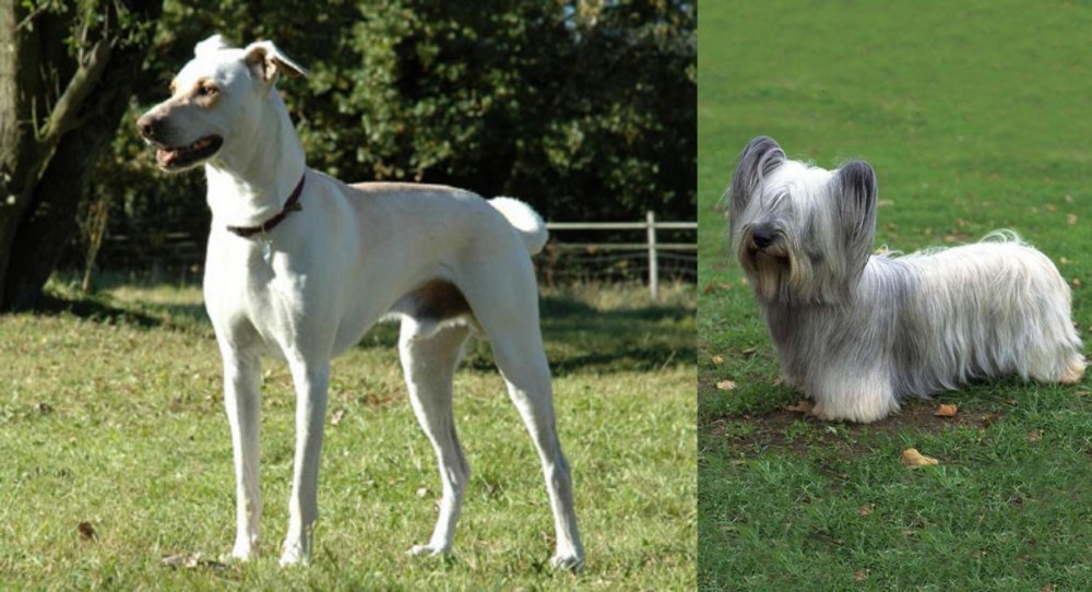 Skye Terrier vs Cretan Hound - Breed Comparison