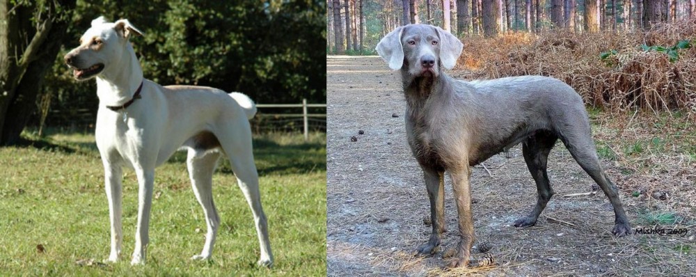 Slovensky Hrubosrsty Stavac vs Cretan Hound - Breed Comparison