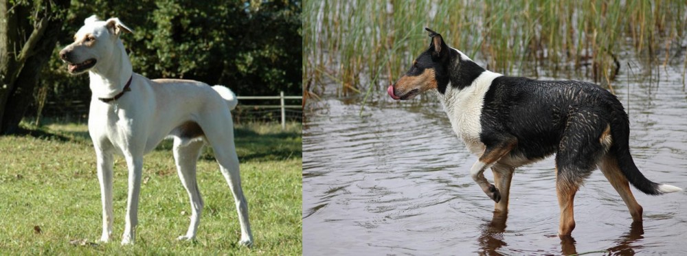 Smooth Collie vs Cretan Hound - Breed Comparison