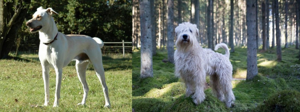 Soft-Coated Wheaten Terrier vs Cretan Hound - Breed Comparison