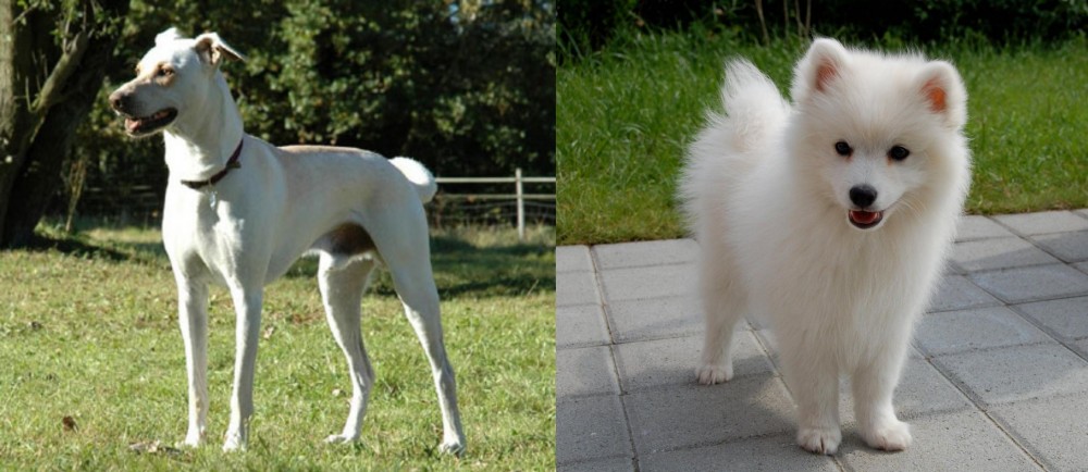 Spitz vs Cretan Hound - Breed Comparison