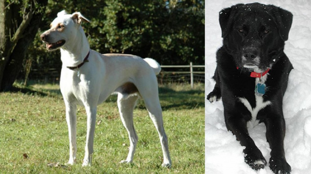 St. John's Water Dog vs Cretan Hound - Breed Comparison