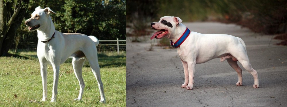 Staffordshire Bull Terrier vs Cretan Hound - Breed Comparison