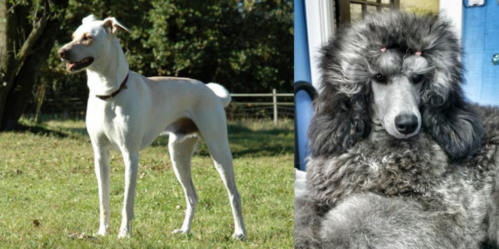 Standard Poodle vs Cretan Hound - Breed Comparison