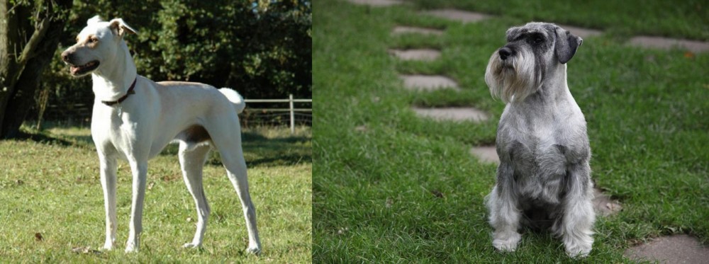 Standard Schnauzer vs Cretan Hound - Breed Comparison