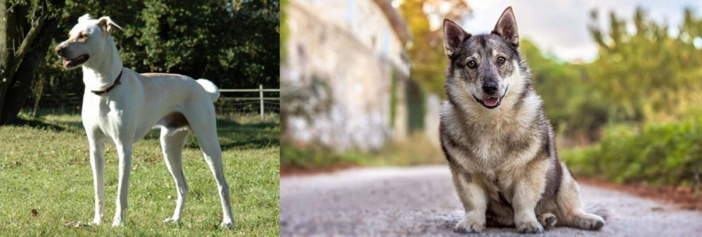 Swedish Vallhund vs Cretan Hound - Breed Comparison