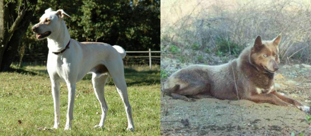 Tahltan Bear Dog vs Cretan Hound - Breed Comparison