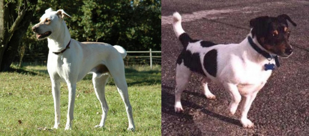 Teddy Roosevelt Terrier vs Cretan Hound - Breed Comparison