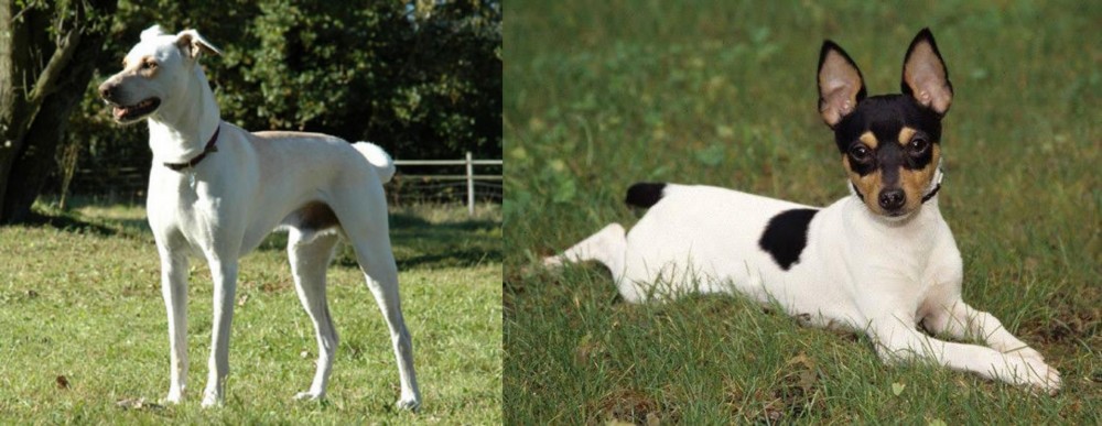 Toy Fox Terrier vs Cretan Hound - Breed Comparison
