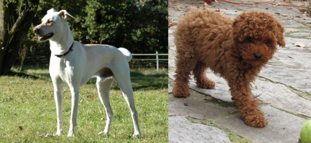 Toy Poodle vs Cretan Hound - Breed Comparison