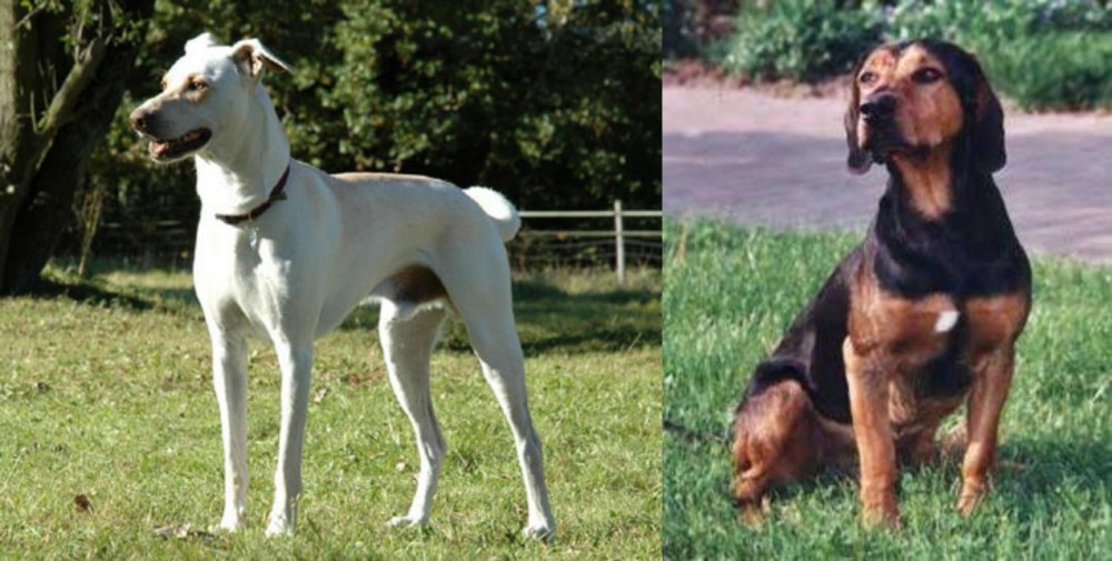 Tyrolean Hound vs Cretan Hound - Breed Comparison