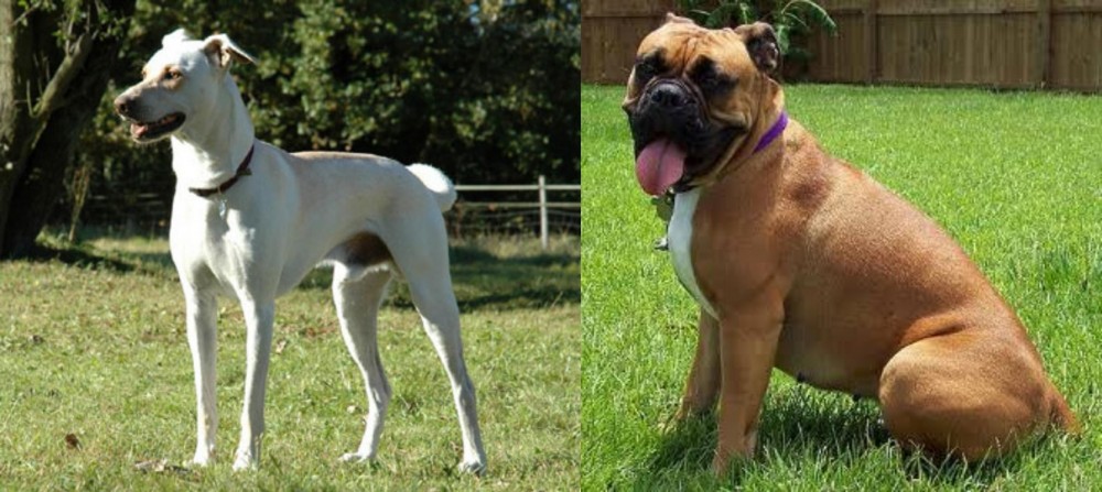 Valley Bulldog vs Cretan Hound - Breed Comparison