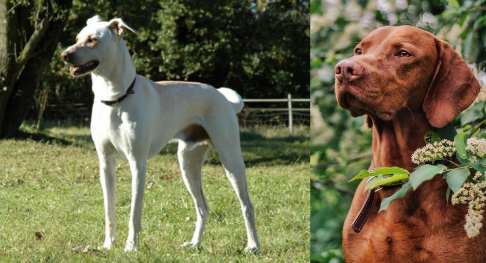 Vizsla vs Cretan Hound - Breed Comparison