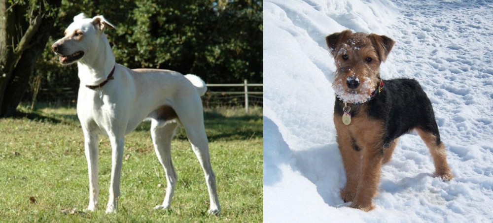 Welsh Terrier vs Cretan Hound - Breed Comparison