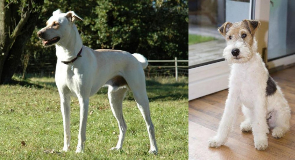 Wire Fox Terrier vs Cretan Hound - Breed Comparison