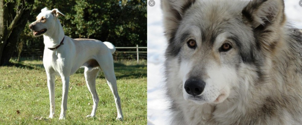 Wolfdog vs Cretan Hound - Breed Comparison