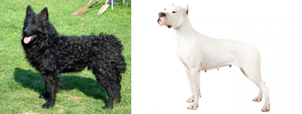 Argentine Dogo vs Croatian Sheepdog - Breed Comparison