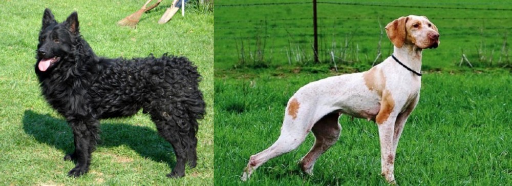Ariege Pointer vs Croatian Sheepdog - Breed Comparison