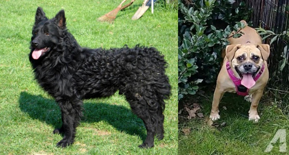 Beabull vs Croatian Sheepdog - Breed Comparison