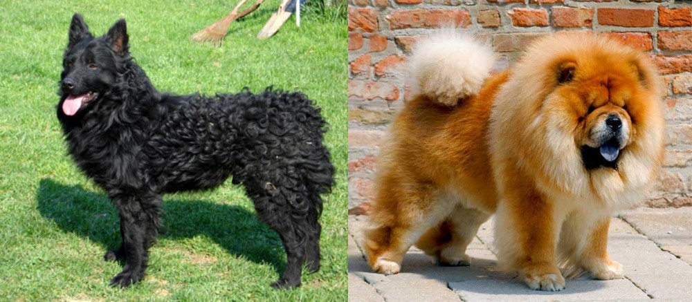 Chow Chow vs Croatian Sheepdog - Breed Comparison