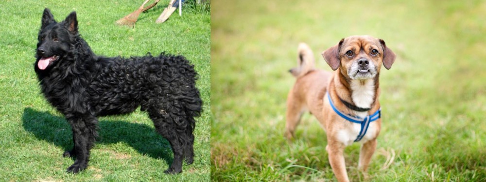 Chug vs Croatian Sheepdog - Breed Comparison