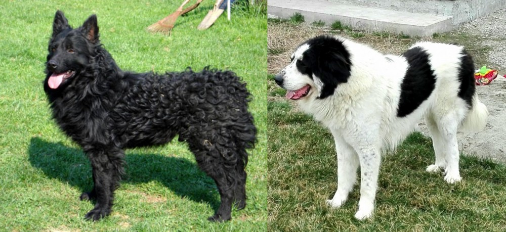 Ciobanesc de Bucovina vs Croatian Sheepdog - Breed Comparison
