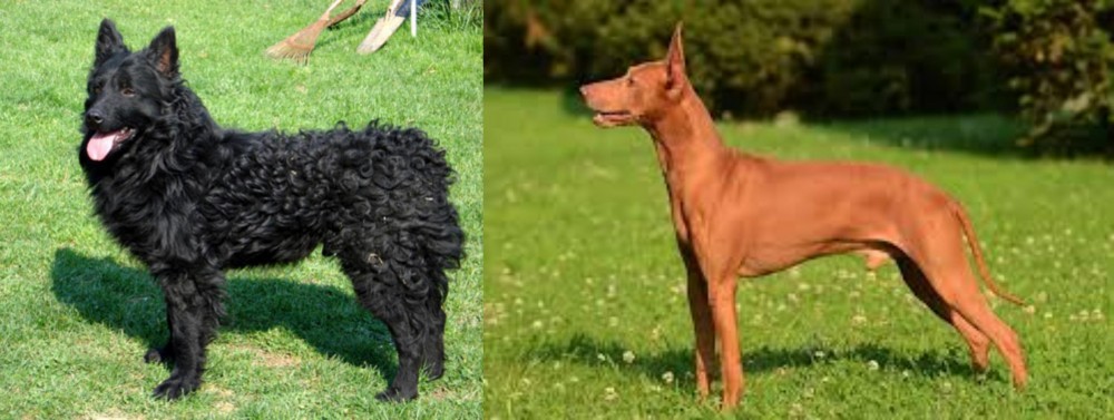 Cirneco dell'Etna vs Croatian Sheepdog - Breed Comparison