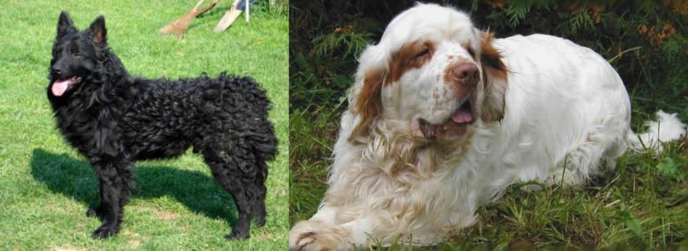 Clumber Spaniel vs Croatian Sheepdog - Breed Comparison