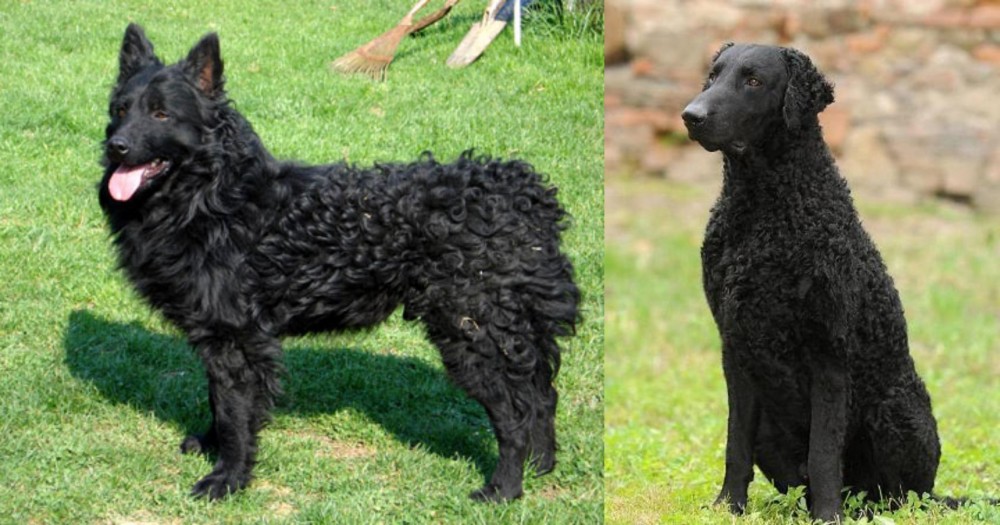 Curly Coated Retriever vs Croatian Sheepdog - Breed Comparison