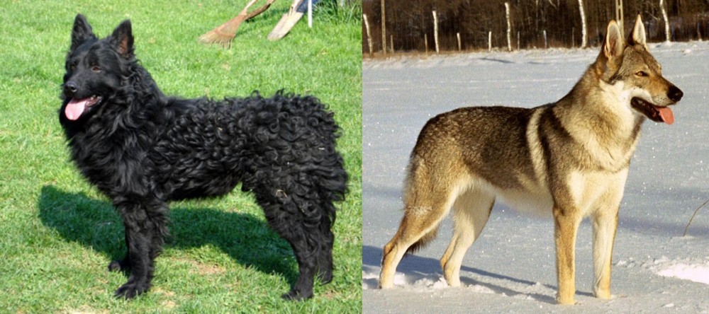 Czechoslovakian Wolfdog vs Croatian Sheepdog - Breed Comparison