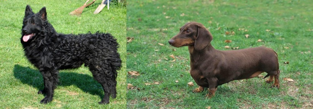 Dachshund vs Croatian Sheepdog - Breed Comparison