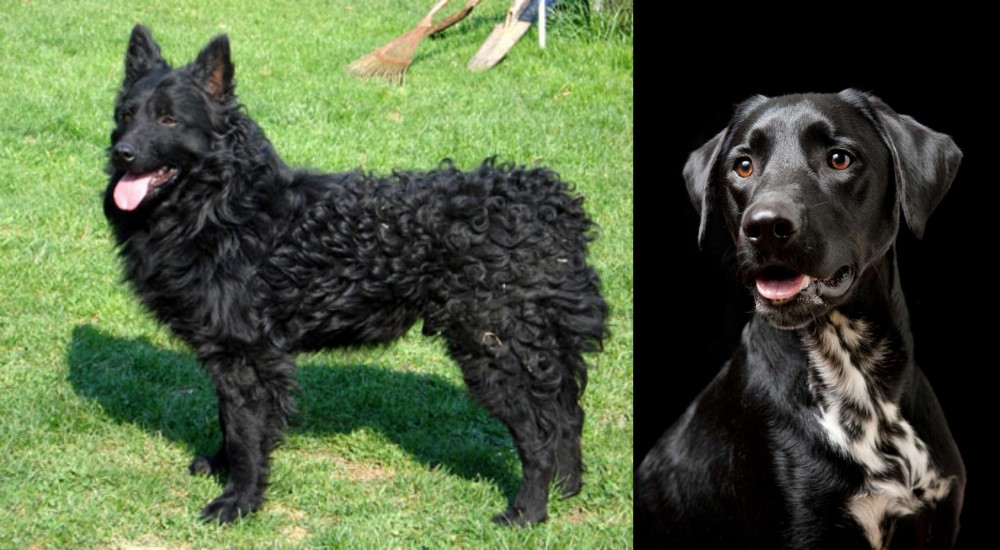 Dalmador vs Croatian Sheepdog - Breed Comparison