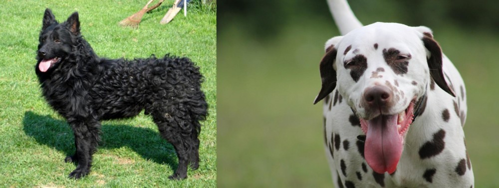 Dalmatian vs Croatian Sheepdog - Breed Comparison