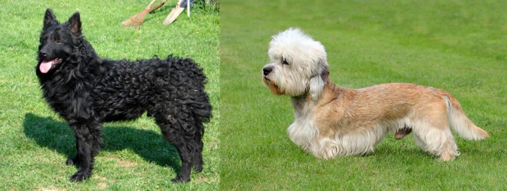 Dandie Dinmont Terrier vs Croatian Sheepdog - Breed Comparison