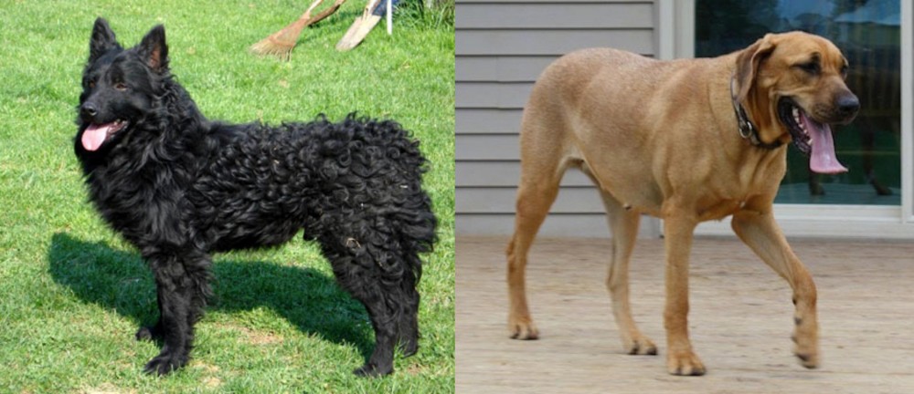 Danish Broholmer vs Croatian Sheepdog - Breed Comparison