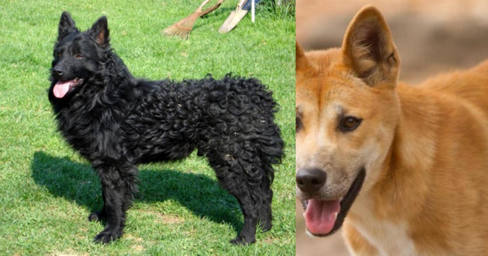 Dingo vs Croatian Sheepdog - Breed Comparison