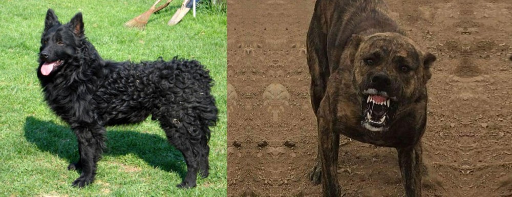 Dogo Sardesco vs Croatian Sheepdog - Breed Comparison