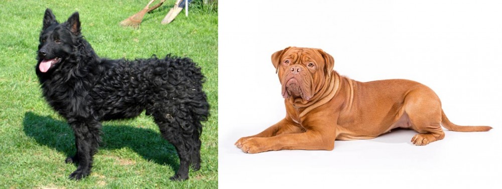 Dogue De Bordeaux vs Croatian Sheepdog - Breed Comparison