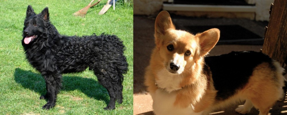 Dorgi vs Croatian Sheepdog - Breed Comparison