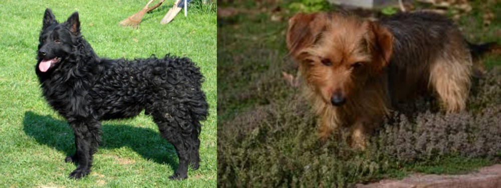 Dorkie vs Croatian Sheepdog - Breed Comparison