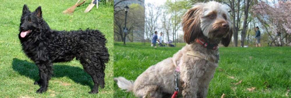 Doxiepoo vs Croatian Sheepdog - Breed Comparison